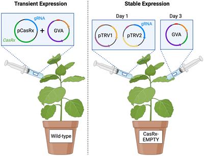 CRISPR-based resistance to grapevine virus A